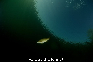Lone Bass  with wideangle in Local Quarry. by David Gilchrist 